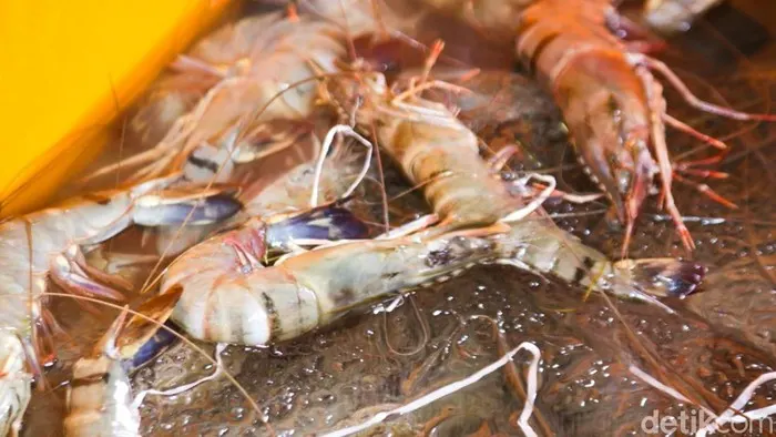 Petambak Bulungan Pelopori Panen Udang Bebas Kimia Melalui Inovasi Sistem AMA