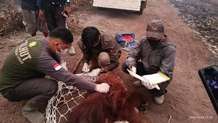 Evakuasi Orang Utan
