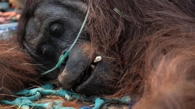 46 Orangutan Diselamatkan dari Karhutla, Perlindungan Habitat Jadi Sorotan Nasional