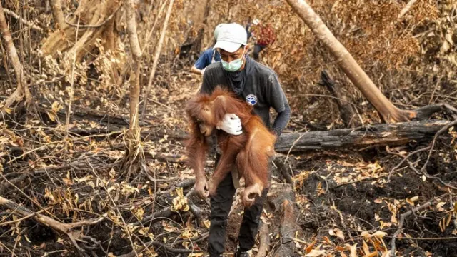 Bencana Karhutla Ketapang: 4 Orangutan Dievakuasi dalam Kondisi Kritis dan Kelaparan