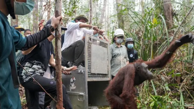 Menteri Kehutanan Lepas Liarkan Dua Orangutan Bernama Adil dan Gigih di Ketapang